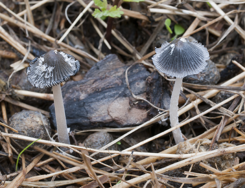 Coprinopsis cinerea